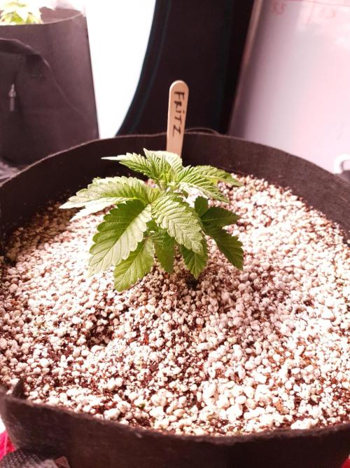 Apple Fritter/Shogun (2nd Tent grow). Week 3 - 26-1; Fritz before