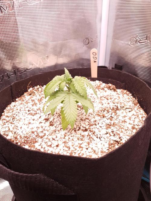 Apple Fritter/Shogun (2nd Tent grow). Week 2 - 22-1