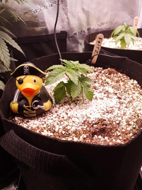 Apple Fritter/Shogun (2nd Tent grow). Week 2 - 22-1