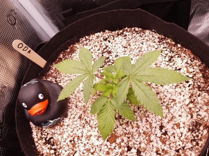 Apple Fritter/Shogun (2nd Tent grow). Week 3 - 27-1