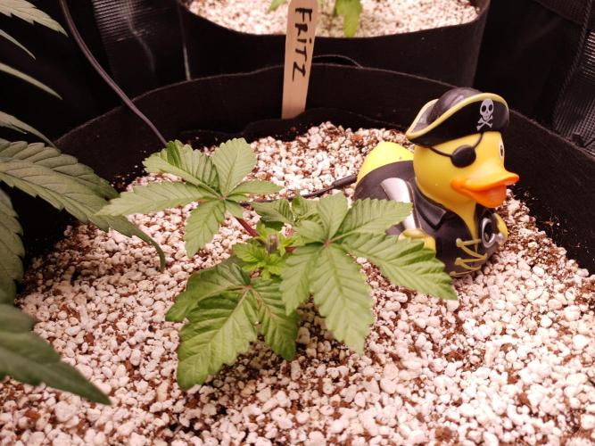 Apple Fritter/Shogun (2nd Tent grow). Week 3 - 27-1