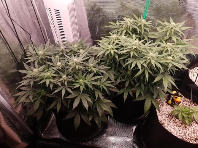 1st Indoor tent grow! (Auto Anubis). Week 8 - 29-1