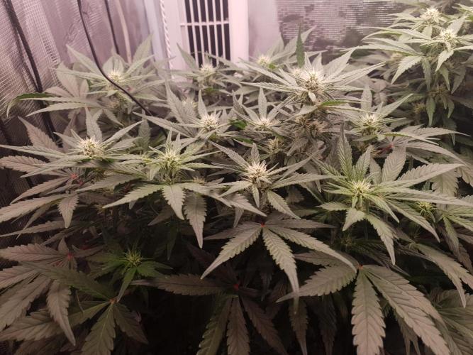 1st Indoor tent grow! (Auto Anubis). Week 8 - 29-1