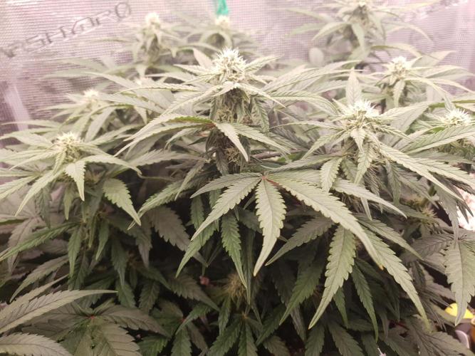 1st Indoor tent grow! (Auto Anubis). Week 8 - 29-1