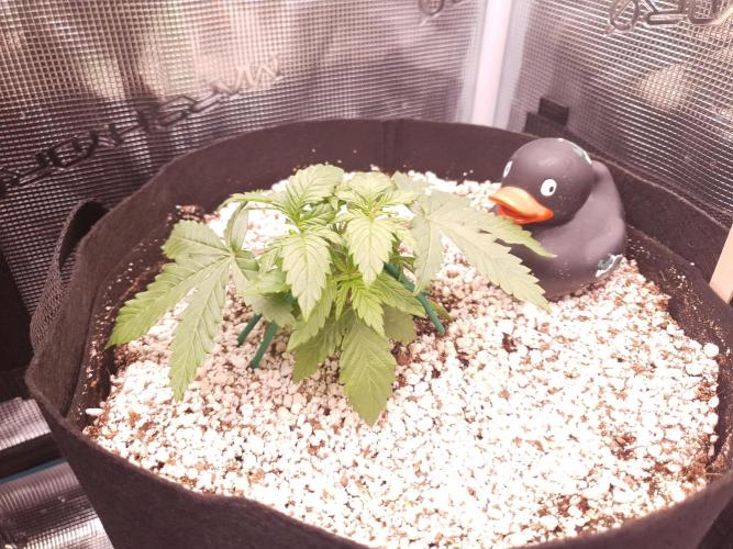 Apple Fritter/Shogun (2nd Tent grow). Week 3 - 30-1; Oda