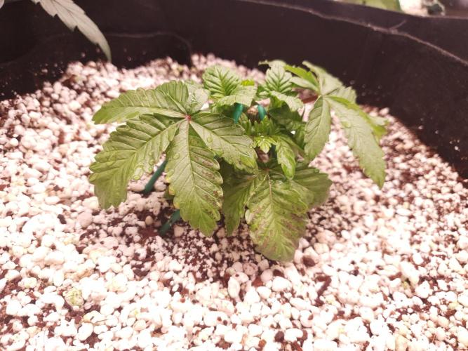 Apple Fritter/Shogun (2nd Tent grow). Week 3 - 30-1; Fritz