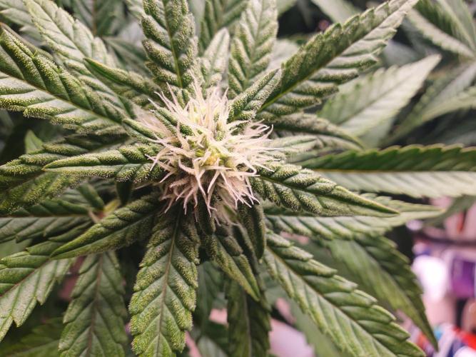 1st Indoor tent grow! (Auto Anubis). Week 9 - 30-1