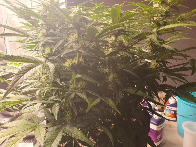 1st Indoor tent grow! (Auto Anubis). Week 9 - 30-1