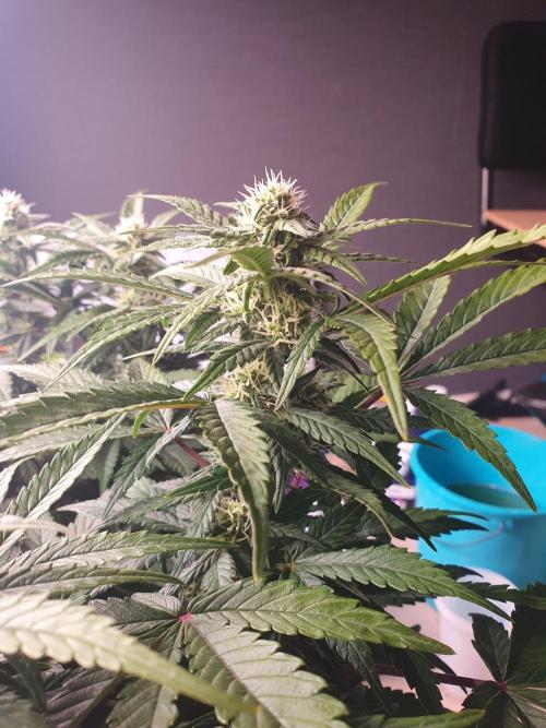 1st Indoor tent grow! (Auto Anubis). Week 9 - 30-1