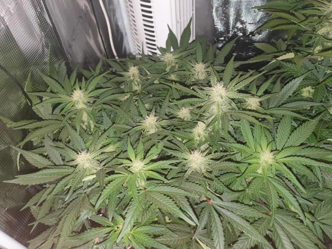 1st Indoor tent grow! (Auto Anubis). Week 9 - 31-1