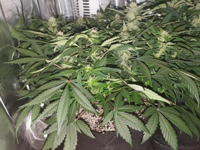 1st Indoor tent grow! (Auto Anubis). Week 9 - 31-1