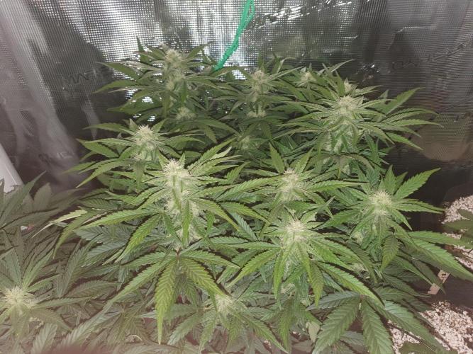 1st Indoor tent grow! (Auto Anubis). Week 9 - 31-1