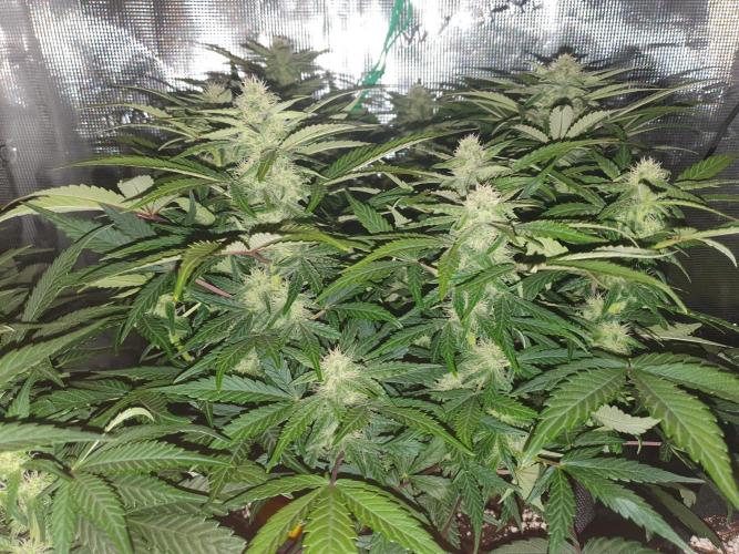 1st Indoor tent grow! (Auto Anubis). Week 9 - 31-1