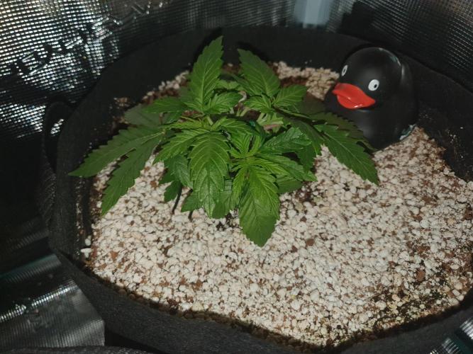 Apple Fritter/Shogun (2nd Tent grow). Week 4 - 31-1