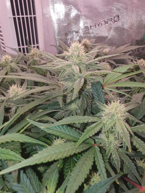 1st Indoor tent grow! (Auto Anubis). Week 9 - 4-2
