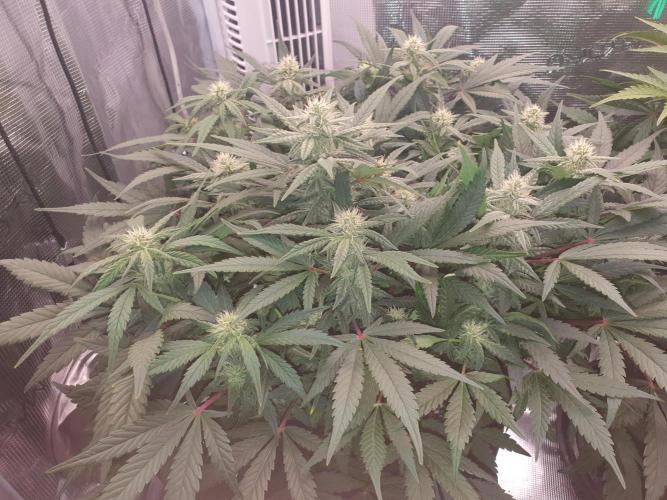 1st Indoor tent grow! (Auto Anubis). Week 9 - 4-2