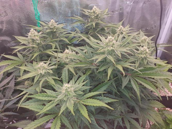 1st Indoor tent grow! (Auto Anubis). Week 9 - 4-2; Big one