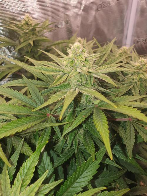 1st Indoor tent grow! (Auto Anubis). Week 9 - 4-2; The big one