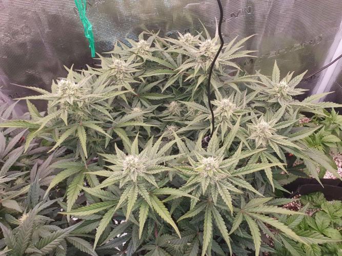 1st Indoor tent grow! (Auto Anubis). Week 10 - 6-2; Big one