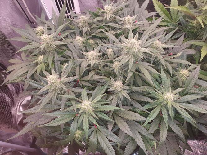 1st Indoor tent grow! (Auto Anubis). Week 10 - 6-2