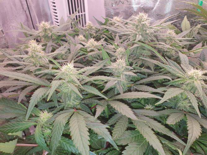 1st Indoor tent grow! (Auto Anubis). Week 10 - 6-2