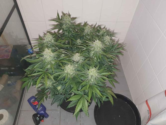 1st Indoor tent grow! (Auto Anubis). Week 11 - 11-2; Had to flush the big one the EC finally caught up to me after 2 weeks