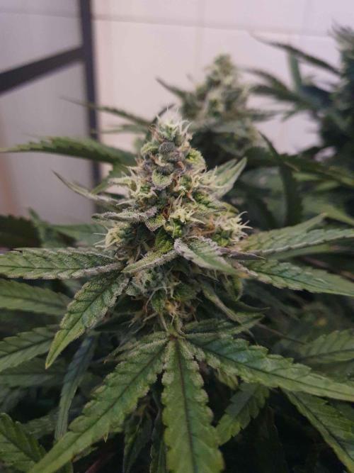 1st Indoor tent grow! (Auto Anubis). Week 11