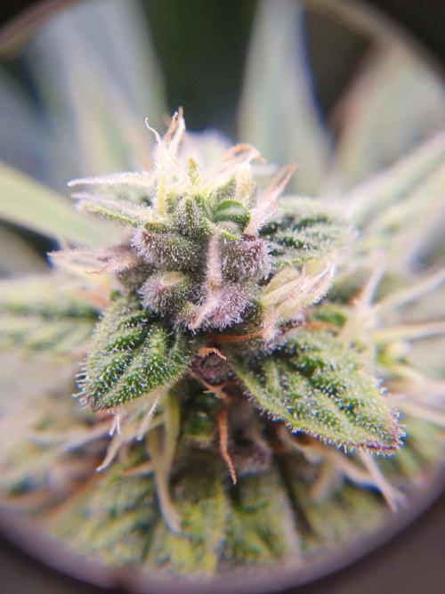 1st Indoor tent grow! (Auto Anubis). Week 11 - 11-2; Terp checkup