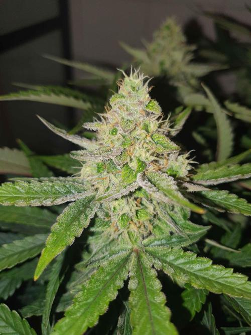 1st Indoor tent grow! (Auto Anubis). Week 11 - 11-2;