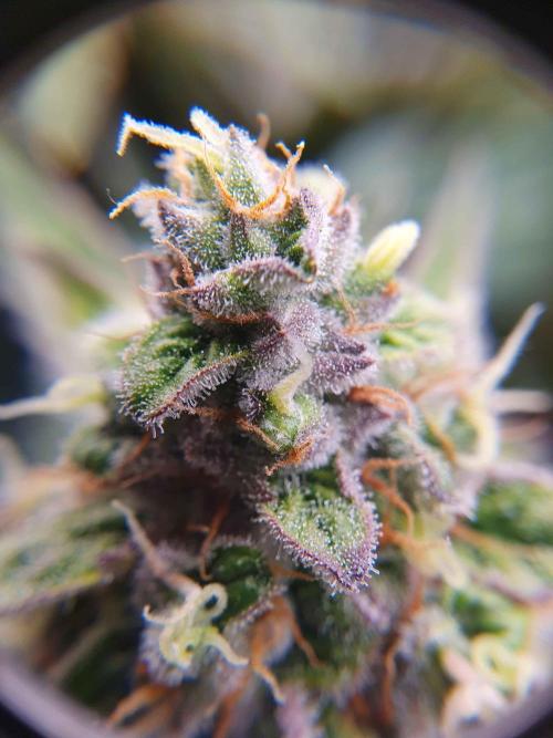 1st Indoor tent grow! (Auto Anubis). Week 12 - 16-2; Big one 60x