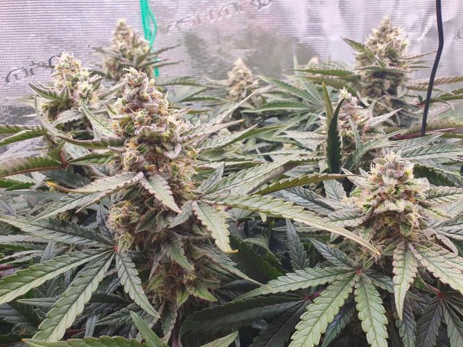 1st Indoor tent grow! (Auto Anubis). Week 12 - 16-2; Big one