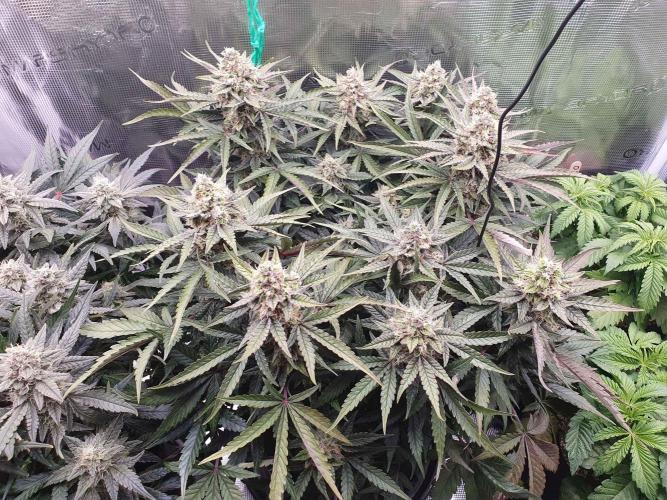 1st Indoor tent grow! (Auto Anubis). Week 12 - 16-2; Big one