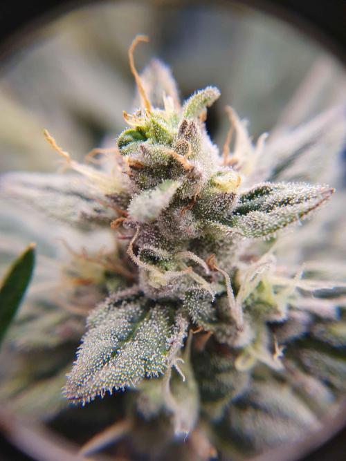 1st Indoor tent grow! (Auto Anubis). Week 12 - 16-2; Smol one