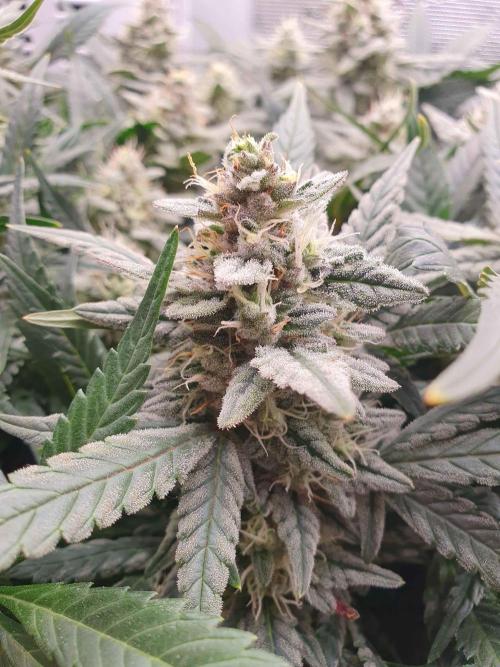 1st Indoor tent grow! (Auto Anubis). Week 12 - 16-2; Smol one