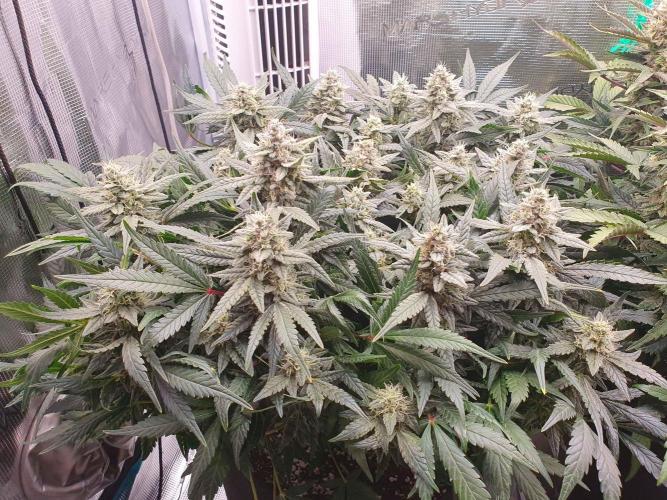 1st Indoor tent grow! (Auto Anubis). Week 12 - 16-2; Smol one