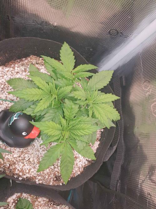 Apple Fritter/Shogun (2nd Tent grow). Week 4 - 4-2