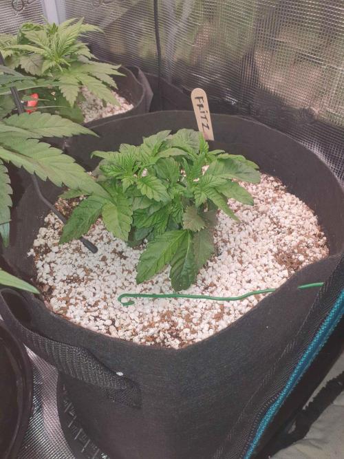 Apple Fritter/Shogun (2nd Tent grow). Week 4 - 4-2