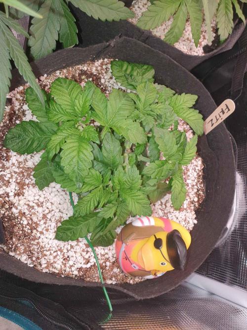 Apple Fritter/Shogun (2nd Tent grow). Week 5 - 6-2