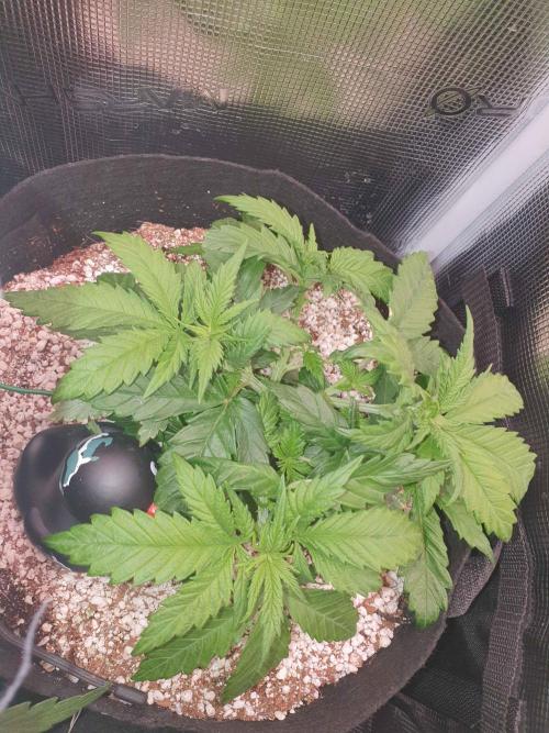 Apple Fritter/Shogun (2nd Tent grow). Week 5 - 6-2