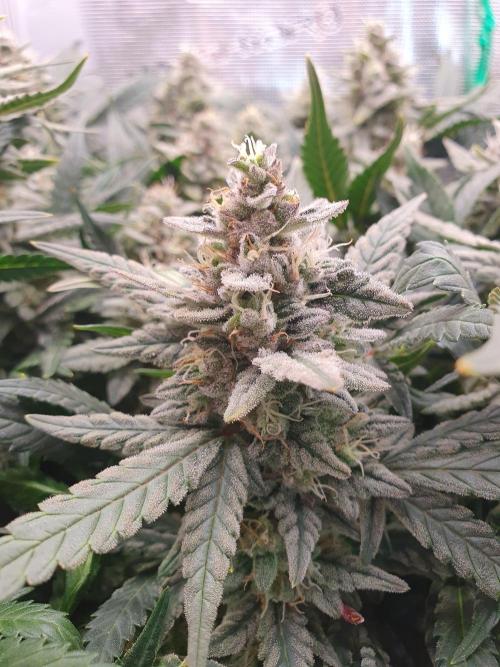 1st Indoor tent grow! (Auto Anubis). Week 13 - 20-2