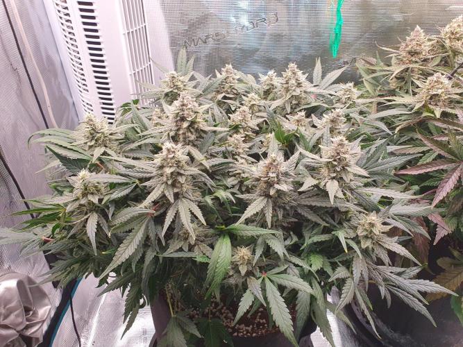 1st Indoor tent grow! (Auto Anubis). Week 13 - 20-2