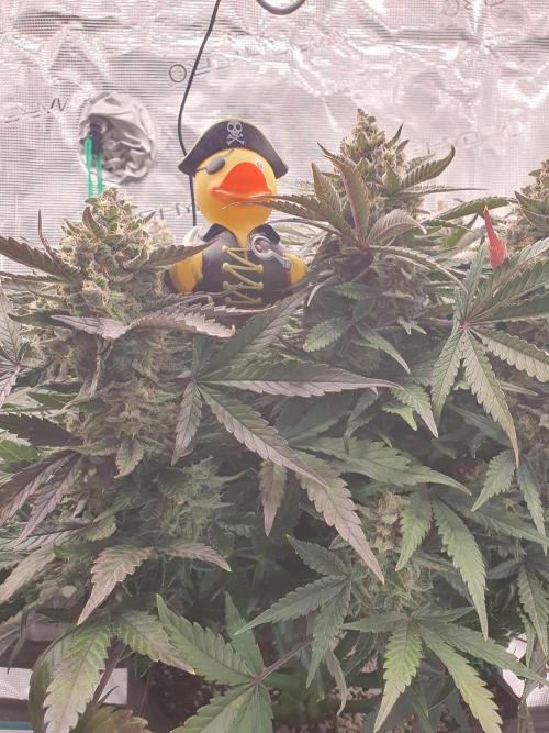 1st Indoor tent grow! (Auto Anubis). Week 13 - 20-2
