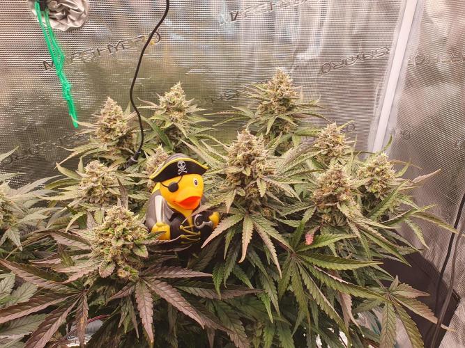 1st Indoor tent grow! (Auto Anubis). Week 13 - 20-2