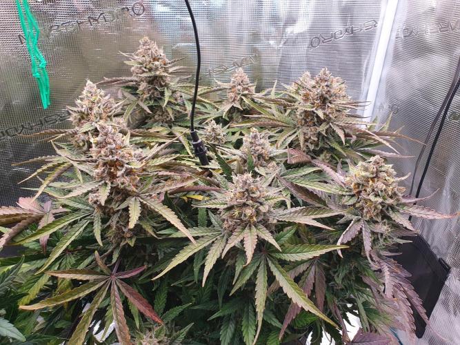 1st Indoor tent grow! (Auto Anubis). Week 14 - 28-2