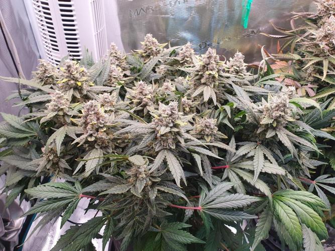 1st Indoor tent grow! (Auto Anubis). Week 14 - 28-2