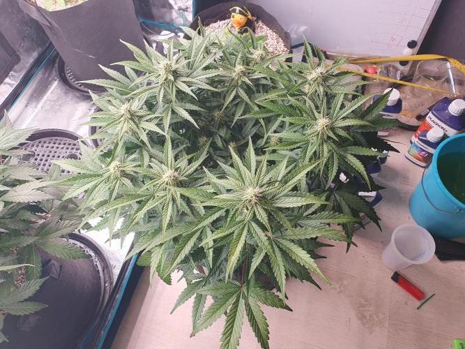 1st Indoor tent grow! (Auto Anubis). Week 9 - 30-1