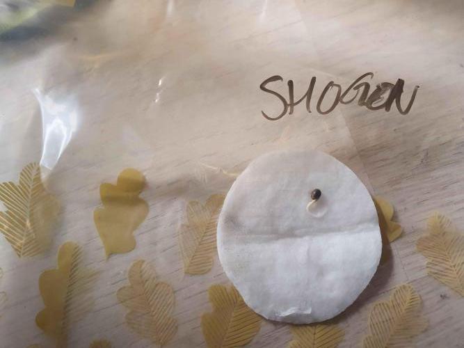 Apple Fritter/Shogun (2nd Tent grow). Week 0