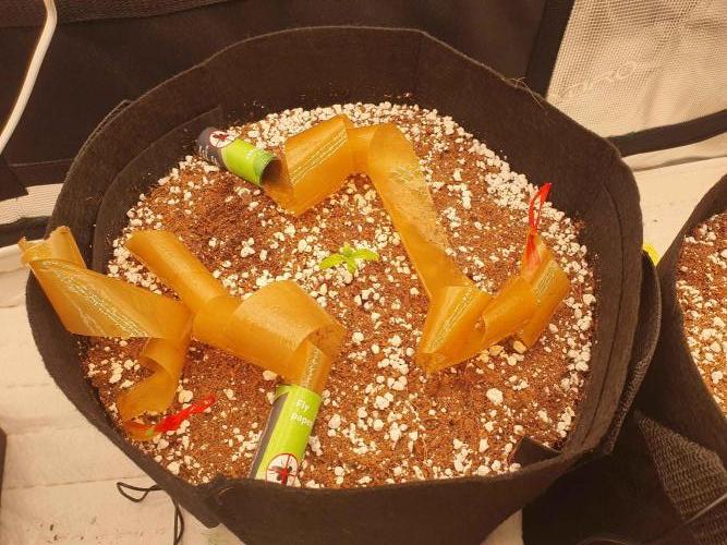 1st Indoor tent grow! (Auto Anubis). Week 3 - 12-18