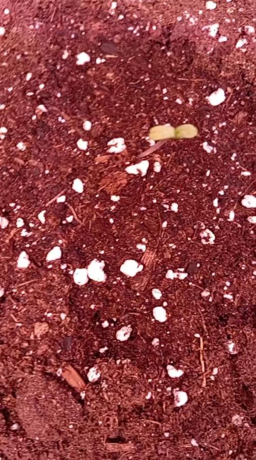 Ghost Train Haze  cultivo 6