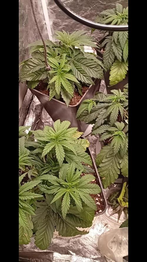 Ghost Train Haze  cultivo 6